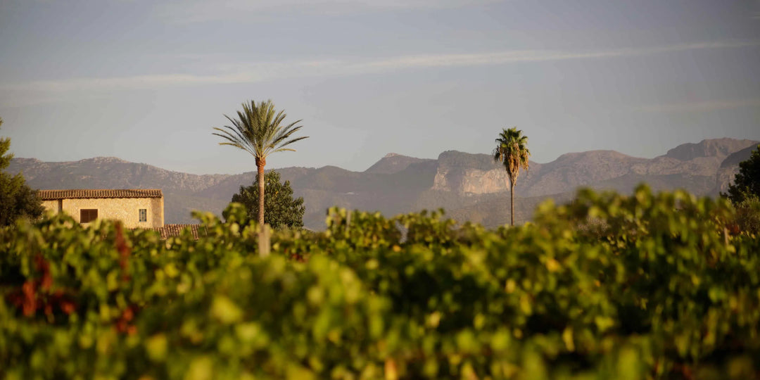 Beverages ist das englische Wort für "Getränke". Ausblick auf Weinreben und die die mallorquinischen Berge